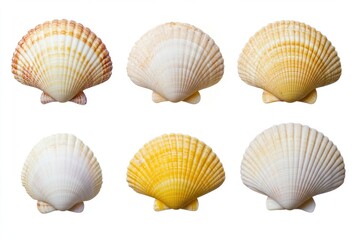 Obraz premium A collection of six different types of seashells on a white background, ideal for use in beach-themed designs or educational materials