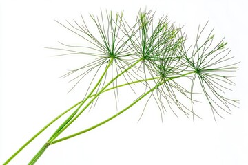 Fototapeta premium A detailed view of a plant's stems