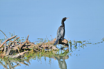 Solitary Cormorant on Reflective Waters