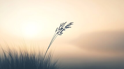 Silhouette Grass Against A Sunset Sky