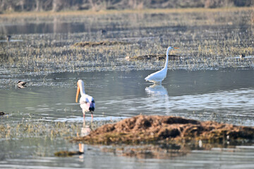 The image features a white egret and a painted stork wading in shallow wetland waters, surrounded by aquatic vegetation and a peaceful natural backdrop.