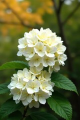 Big white hydrangea branches against autumn sky, natural textures, delicate petals, autumn hydrangeas