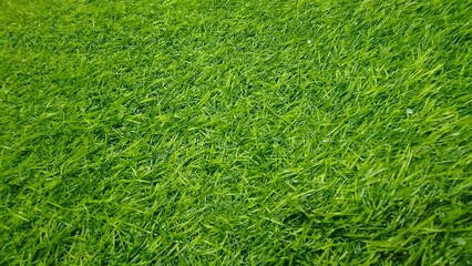 Synthetic Grass Designed to Resemble Real Grass Made from Plastic or Nylon