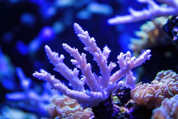 Fototapeta premium A close-up view of a colorful coral in an aquarium