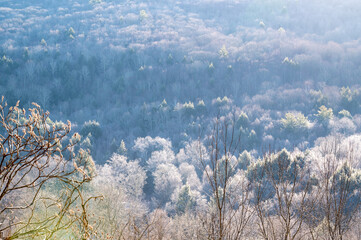 Frosty Forest Landscape in Early Morning Light