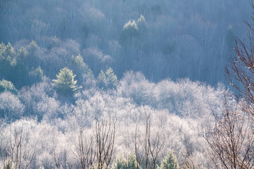 Winter Forest in the Blue Ridge Mountains