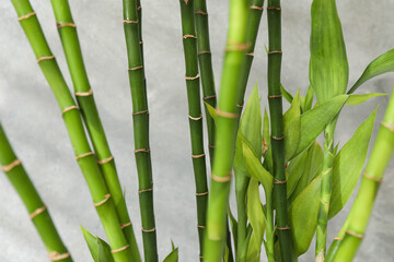 Obraz premium Beautiful decorative bamboo plant on blurred background, closeup