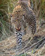 leopard stare as it walks my way