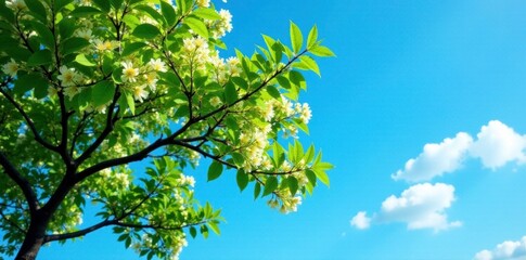 Fototapeta premium Black locust tree with blooming branches against a bright blue sky, sky, greenery