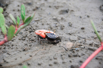 Fiddler crab on the sand