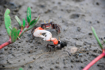 Fiddler crabs on the sands