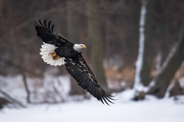bald eagle in flight