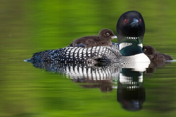 loon and chicks