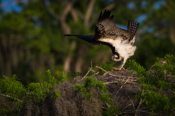 osprey stretching