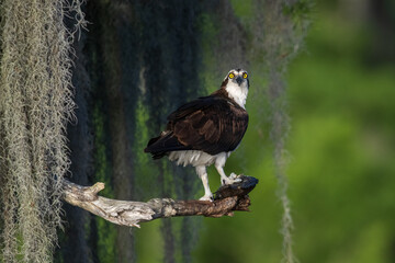 osprey