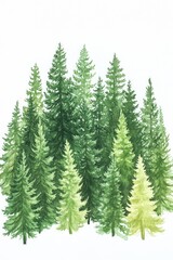 A group of pine trees standing together in nature
