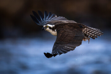 osprey in flight