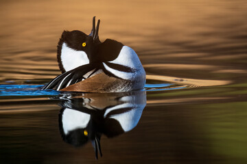 hooded merganser calling