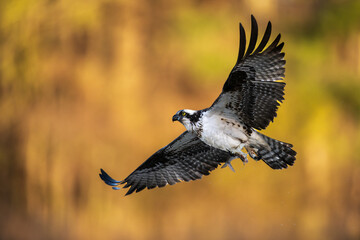 osprey in flight
