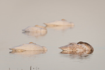 swans on lake sleeping