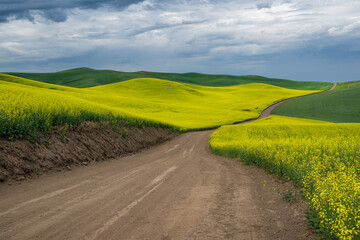 palouse field
