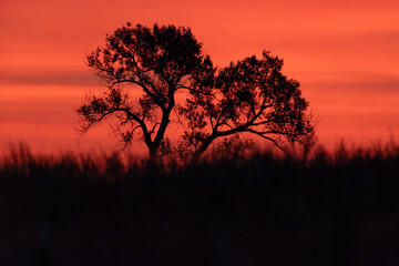 silhouette of a tree in sunset