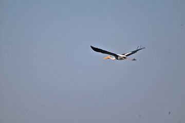 The image shows a painted stork soaring gracefully in a clear blue sky, its wings fully stretched and vibrant plumage visible against the serene background.