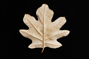 A single leaf on a dark background, ideal for use in designs where you want to highlight the details of nature