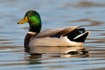 duck on the water