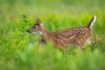 deer in the grass
