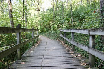The wooden footbridge in the forest.