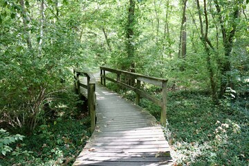 Obraz premium The wood bridge on the trail in the forest.