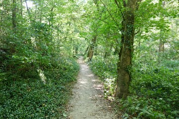 The empty hiking trail in the woods on a summer day.