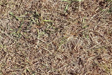 A close view of the dry grass surface.