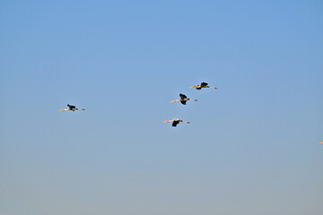 Four painted storks gracefully glide in a perfect formation against the clear blue sky.