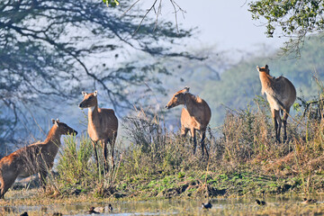 A group of Nilgai (Indian antelopes) standing gracefully amidst lush vegetation in their habitat.