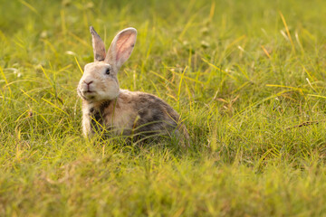bunny Easter fluffy baby rabbit or new born rabbit. baby cute rabbit or new born adorable bunny. Easter Bunny.  Symbol of Easter day.