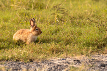 bunny Easter fluffy baby rabbit or new born rabbit. baby cute rabbit or new born adorable bunny. Easter Bunny.  Symbol of Easter day.