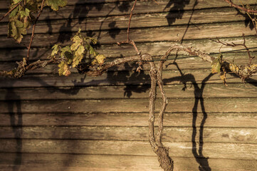 Abgeerntete Weinrebe mit wenigen verdorrten Blättern wirft Schatten  an Holzwand einer Weinberghütte in Metzingen