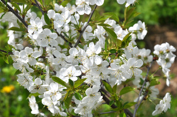 Spring cherry blossom