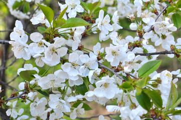 Spring cherry blossom