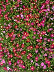 Many small colorful flowers