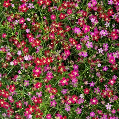 Fototapeta premium Many small colorful flowers