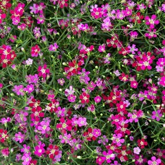 Many small colorful flowers