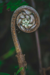 Fibonacci