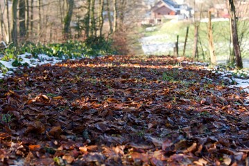 autumn path strewn with wet leaves