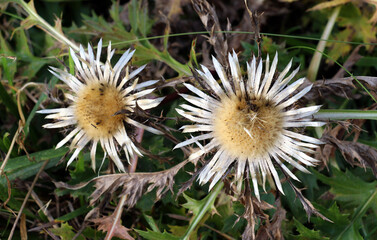 Stemless thistle (Carlina acaulis) grows in nature