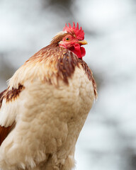 Frog perspective on rooster isolated on sky