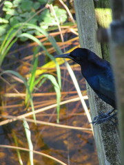 crow on the fence