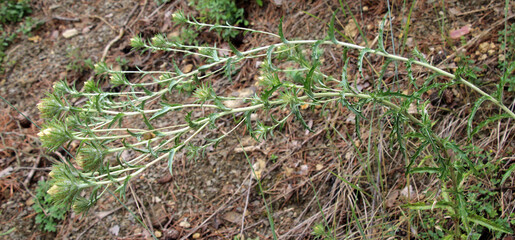 Carlina vulgaris plant grows in nature